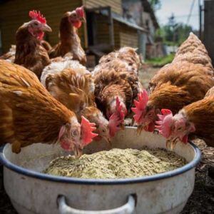 Chickens eating grain