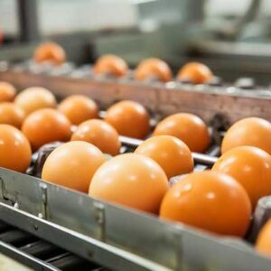 chicken eggs